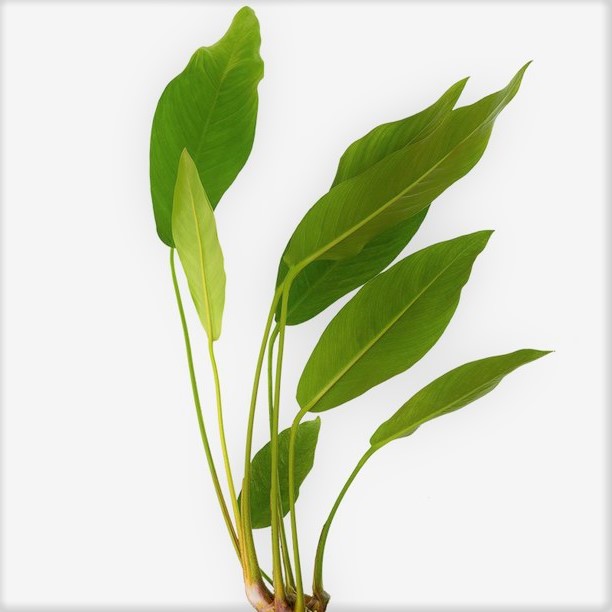 Anubias congensis in pot